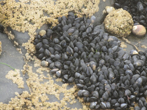 Mytilus edulis
