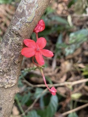Plumbago indica, photograph (c) Katharine Khamhaengwong, some rights reserved (CC BY)