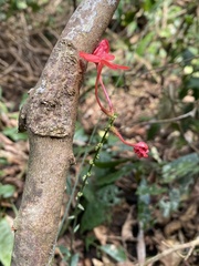 Plumbago indica, photograph (c) Katharine Khamhaengwong, some rights reserved (CC BY)