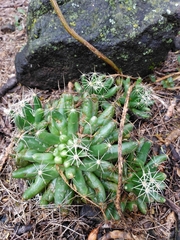 Mammillaria longimamma