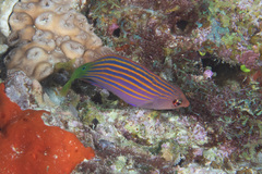 Pseudocheilinus hexataenia