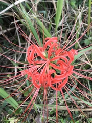 Lycoris radiata
