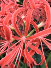 Lycoris radiata