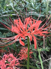 Lycoris radiata