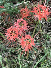 Lycoris radiata