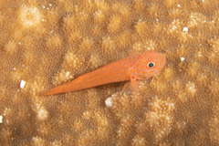 Trimma macrophthalmus