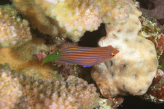 Pseudocheilinus hexataenia