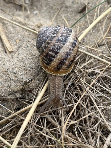 Cornu aspersum