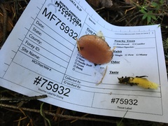 Gomphidius subroseus