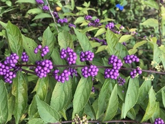 Callicarpa dichotoma