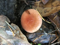 Gomphidius subroseus