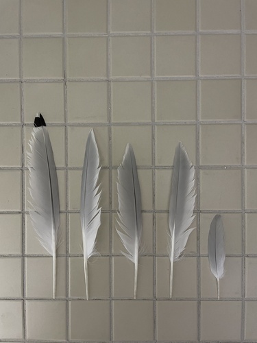 Plume de Mouette tridactyle