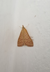 Ecpyrrhorrhoe damastesalis