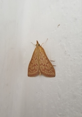 Ecpyrrhorrhoe damastesalis