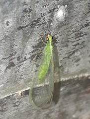 Chrysoperla pudica-group