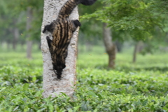 Paradoxurus hermaphroditus