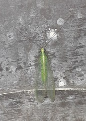 Chrysoperla pudica-group