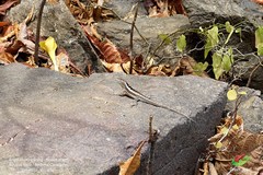 Microlophus occipitalis