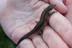 Zootoca vivipara