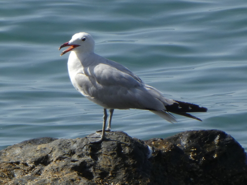 Avistamiento Gaviota de Audouin