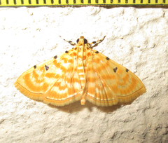 Notarcha quaternalis