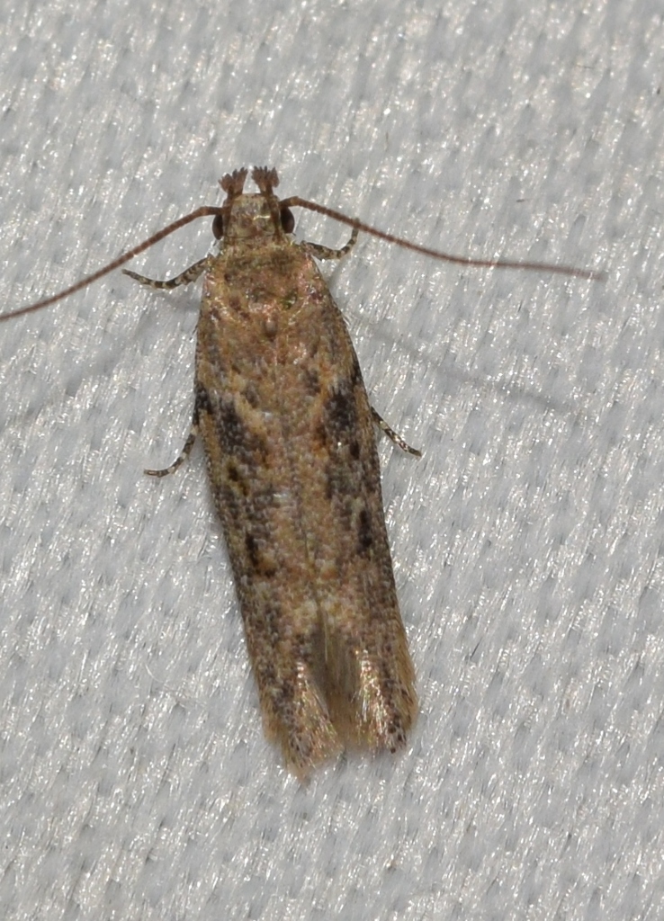 Scrobipalpa portosanctana