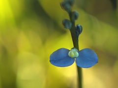 Comesperma defoliatum