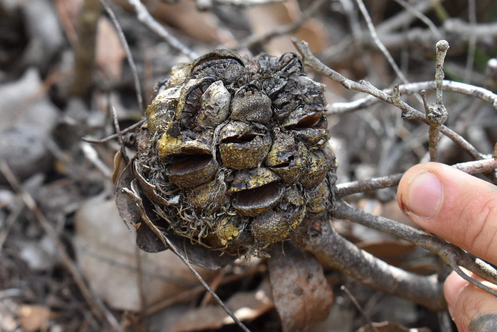 round-fruit banksia