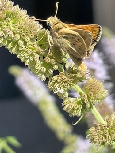Sandhill Skipper photo 3