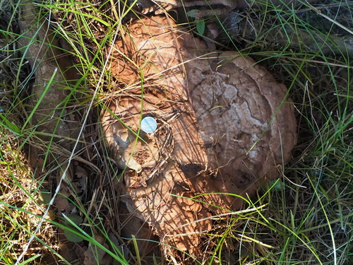 Ganoderma applanatum