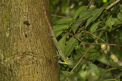 Draco blanfordii