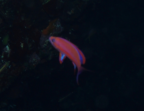 Pseudanthias randalli observed 2024-01-23