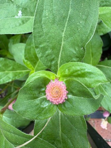 Gomphrena globosa