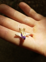 Gmelina fasciculiflora