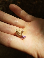 Gmelina fasciculiflora