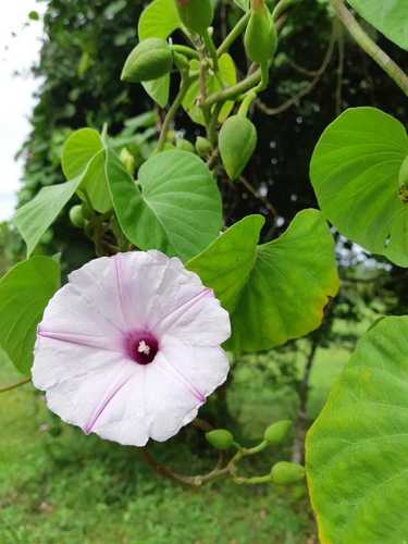 Stictocardia tiliifolia iNat (2)