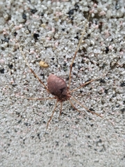 Bidentolophus bidens