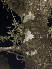 Ostropomycetidae