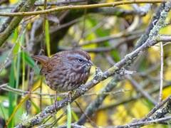 Melospiza melodia morphna