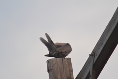 Streptopelia decaocto