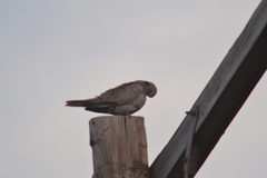 Streptopelia decaocto