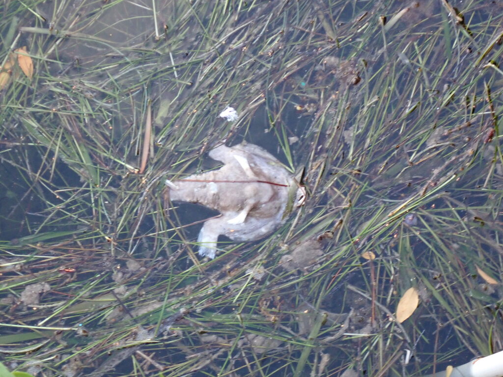 Spotted batfish (Ogcocephalus pantostictus) — Ogcocephalidae