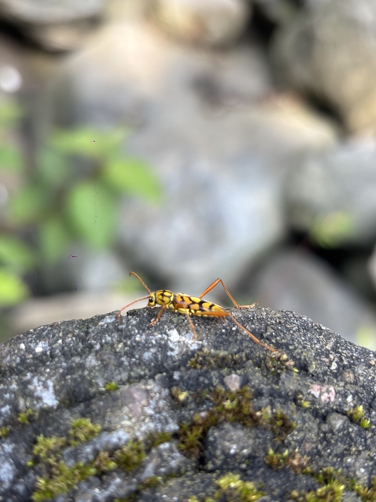 Xylotrechus diversesignatus