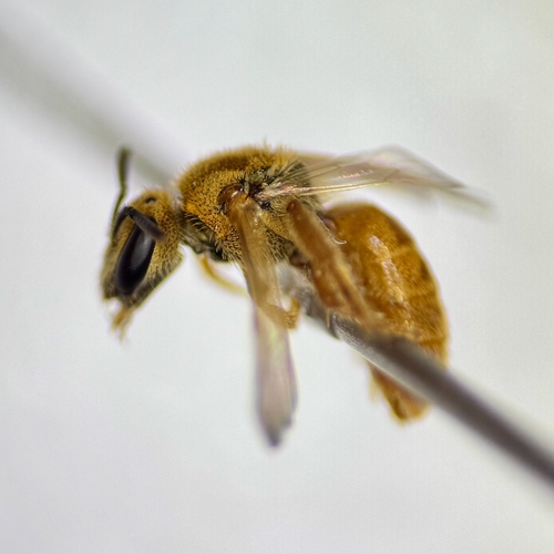 Viereck's Sweat Bee photo 5