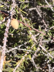 Prunus fasciculata