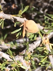 Prunus fasciculata