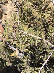 Prunus fasciculata