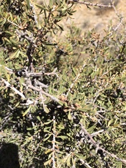 Prunus fasciculata