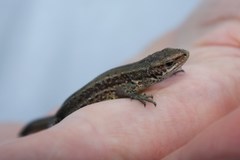 Zootoca vivipara