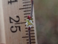 Polygonum striatulum